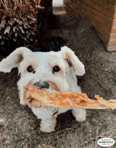 Oreja de conejo sin pelo 2